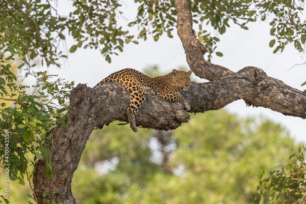 Fotografie African leopard (Panthera pardus) resting in a tree, South Luangwa, Zambia, Africa