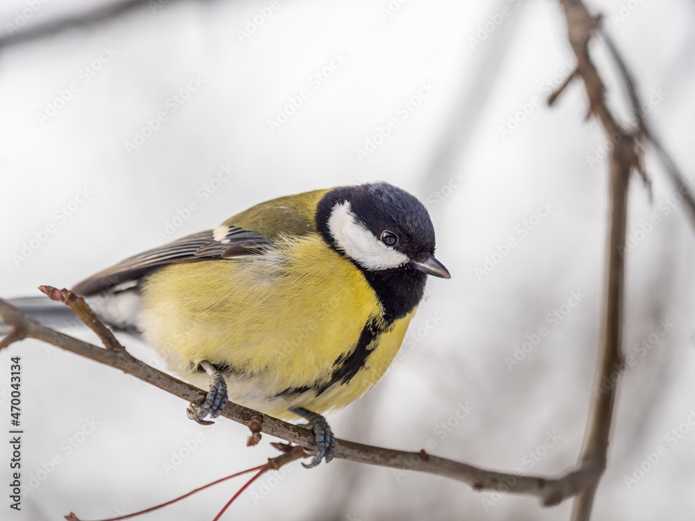 Obraz premium Cute bird Great tit, songbird sitting on a branch without leaves in the autumn or winter.