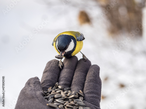 A tit sits on a man's hand and eats seeds.