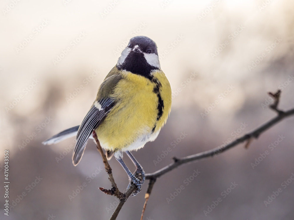 Cute bird Great tit, songbird sitting on a branch without leaves in the autumn or winter. Cute bird Great tit, songbird sitting on a branch without leaves in the autumn or winter.