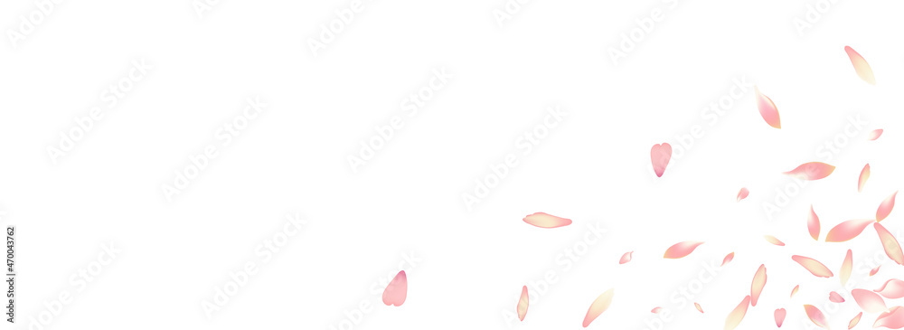 Transparent Lotus Petal Vector Panoramic Transparent Lotus Petal Vector Panoramic