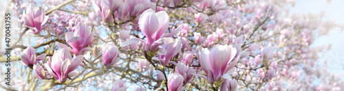 beautiful flowers blooming of a magnolia tree in  sprintime in panoramic view