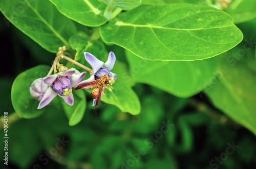 Closeup of a polistes carnifex insects also known as executioner wasp, is a neotropical wespid wasp with its extremely painful and potent sting sitting on the crown flower. photo