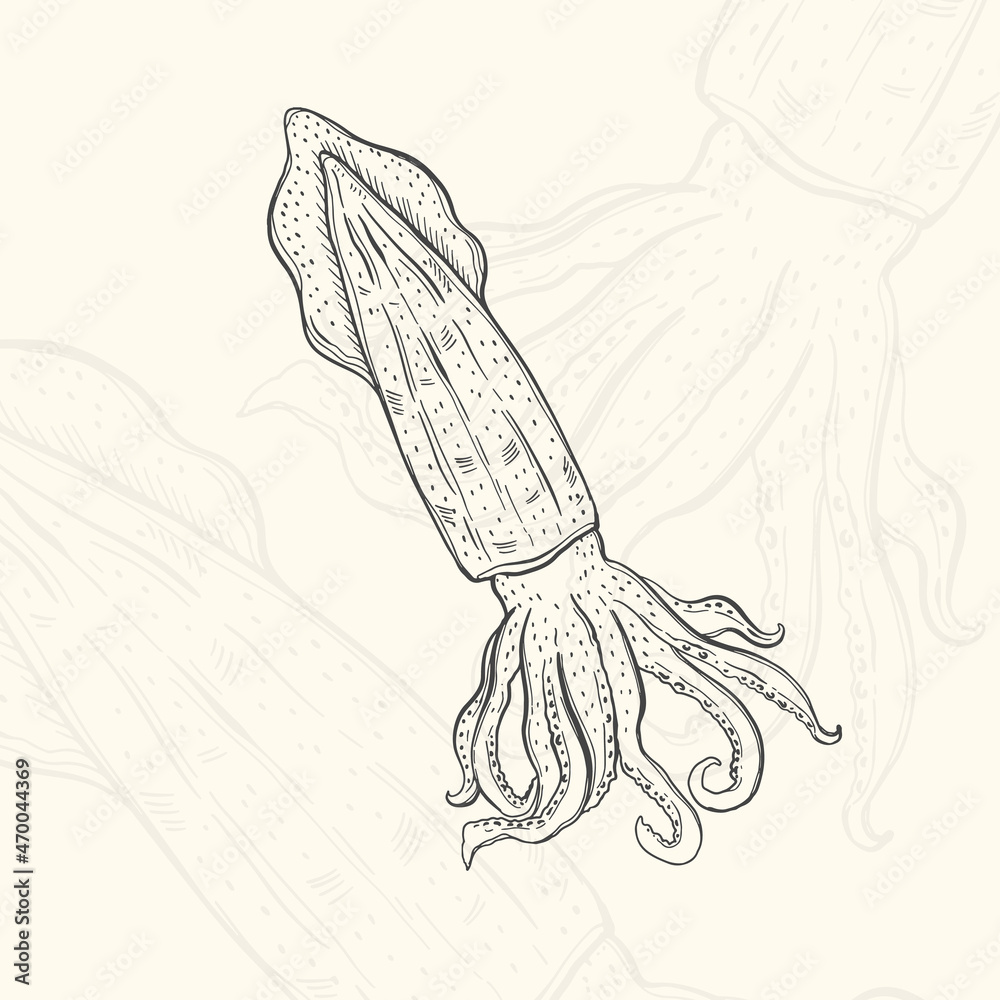 Illustration squid sketch food.Hand drawn element design menu. Isolated object in white background Illustration squid sketch food.Hand drawn element design menu. Isolated object in white background