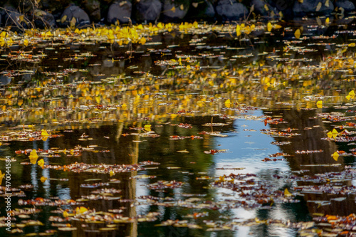 イチョウが映った池に舞い落ちたイチョウの葉