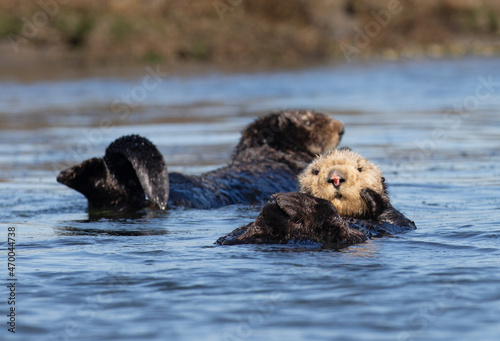 Sea Otters [enhydra lutris] grooming in the Elkhorn Slough at Moss Landing on the Central Coast of California USA