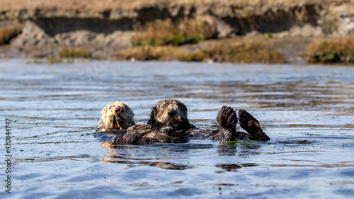 Two Sea Otters [enhydra lutris] floating in the seagrass in the Elkhorn Slough at Moss Landing on the Central Coast of California USA