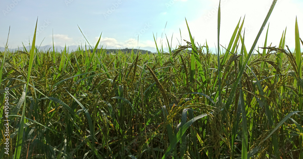Obraz premium rice plant in the field