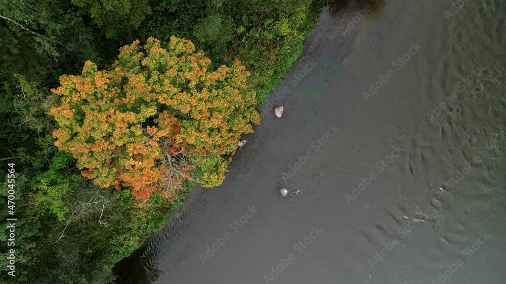 Top view of autumn tree near the river. Drone footage from above Top view of autumn tree near the river. Drone footage from above