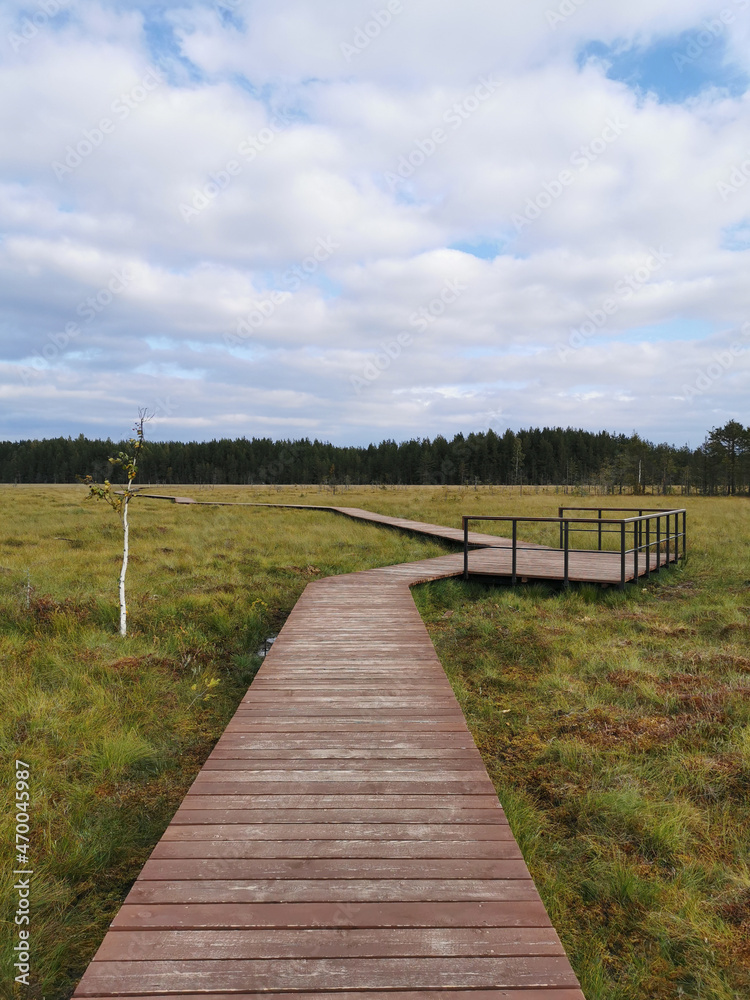 An observation deck on a wooden deck over a swamp with yellow grass, against a beautiful sky with clouds..