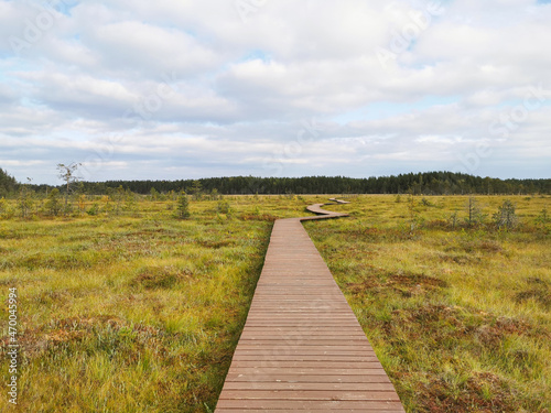 A deck of brown planks over a swamp with yellowed grass, stretching far away to the forest, against the background of a sky with clouds. © Elena