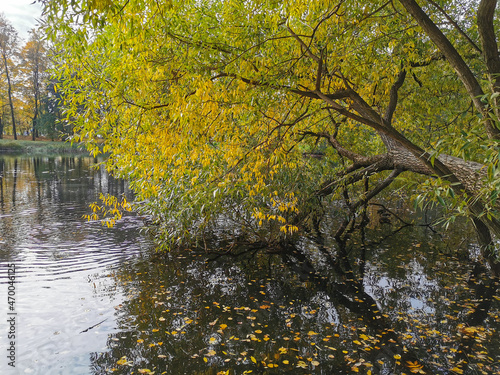 Autumn in the park. Willow with yellowing leaves, bent over a pond in which ducks and fallen leaves swim.