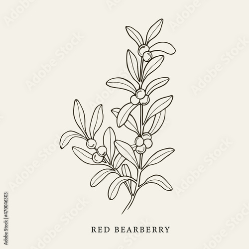 Hand drawn red bearberry illustration photo