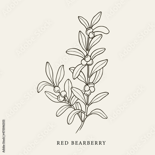 Hand drawn red bearberry illustration