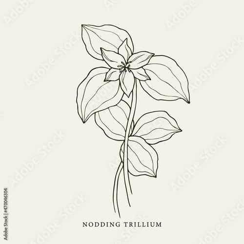 Hand drawn nodding trillium illustration photo
