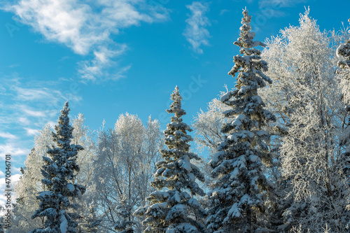 snow covered pine trees