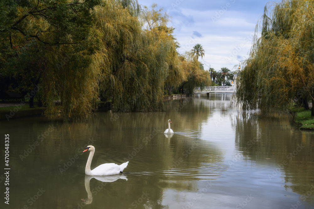 Fototapeta premium White swans gracefully float on the lake, surrounded by clear water, weeping willows and other plants. A picture of peace, harmony and beauty in nature. In the distance there is a bridge and a chapel.