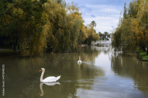 White swans gracefully float on the lake  surrounded by clear water  weeping willows and other plants. A picture of peace  harmony and beauty in nature. In the distance there is a bridge and a chapel.