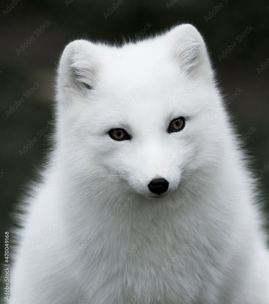 White Arctic fox on a black background White Arctic fox on a black background