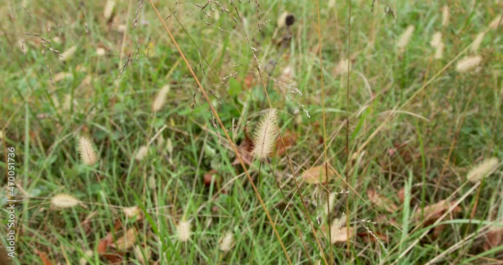 Grasses blowing in the wind leaves on the gound Grasses blowing in the wind leaves on the gound