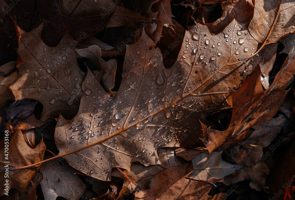 Close-up of dried brown oak leaves on the ground covered covered with dew drops