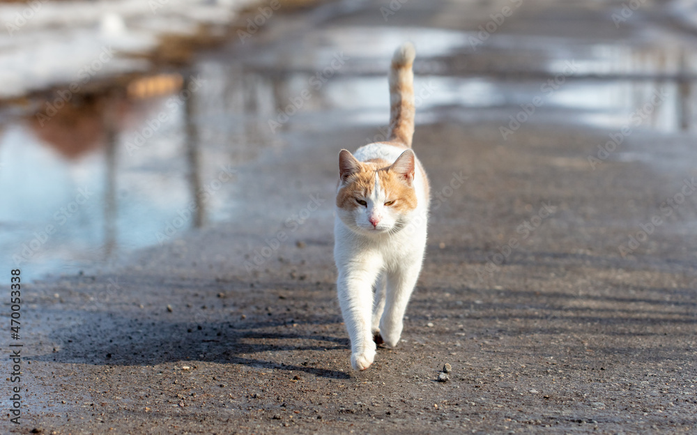 The cat walks along the road after the rain.