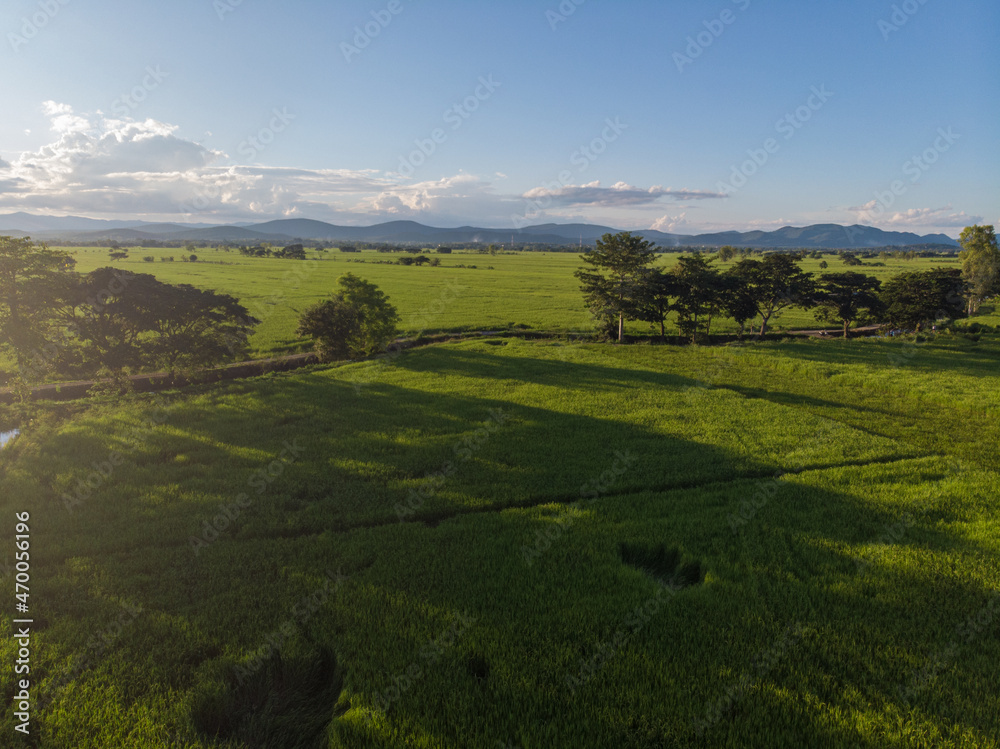 Green paddy rice plantation field with shadow of sunset light agiant blue sky cloud