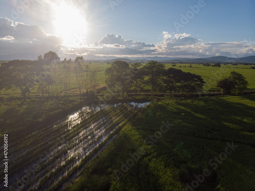 Green paddy rice plantation field with shadow of sunset light agiant blue sky cloud photo