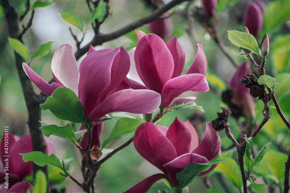 Magnolia spring flowers
