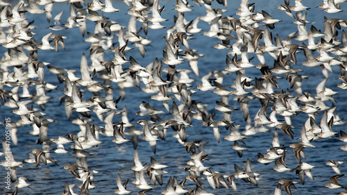 Large wader flock in flight over water