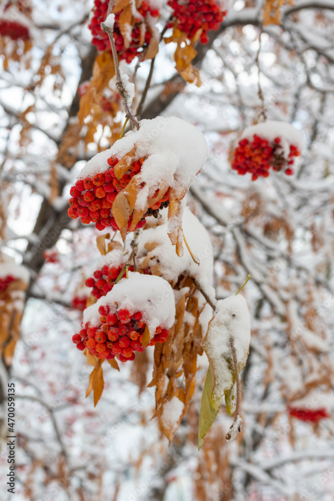 Winter frozen red rowan berries and not yet fallen yellow leaves under the first snow. The snowfall covered the trees with snow Winter frozen red rowan berries and not yet fallen yellow leaves under the first snow. The snowfall covered the trees with snow