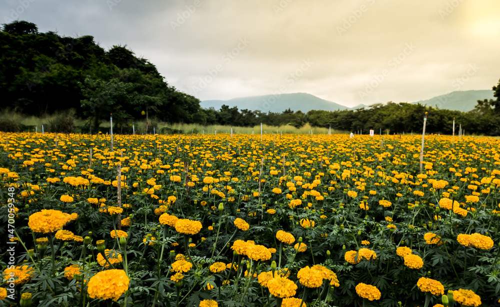 Scenic Mexican Marigold farm background. Beautiful yellow flower blooming in garden.