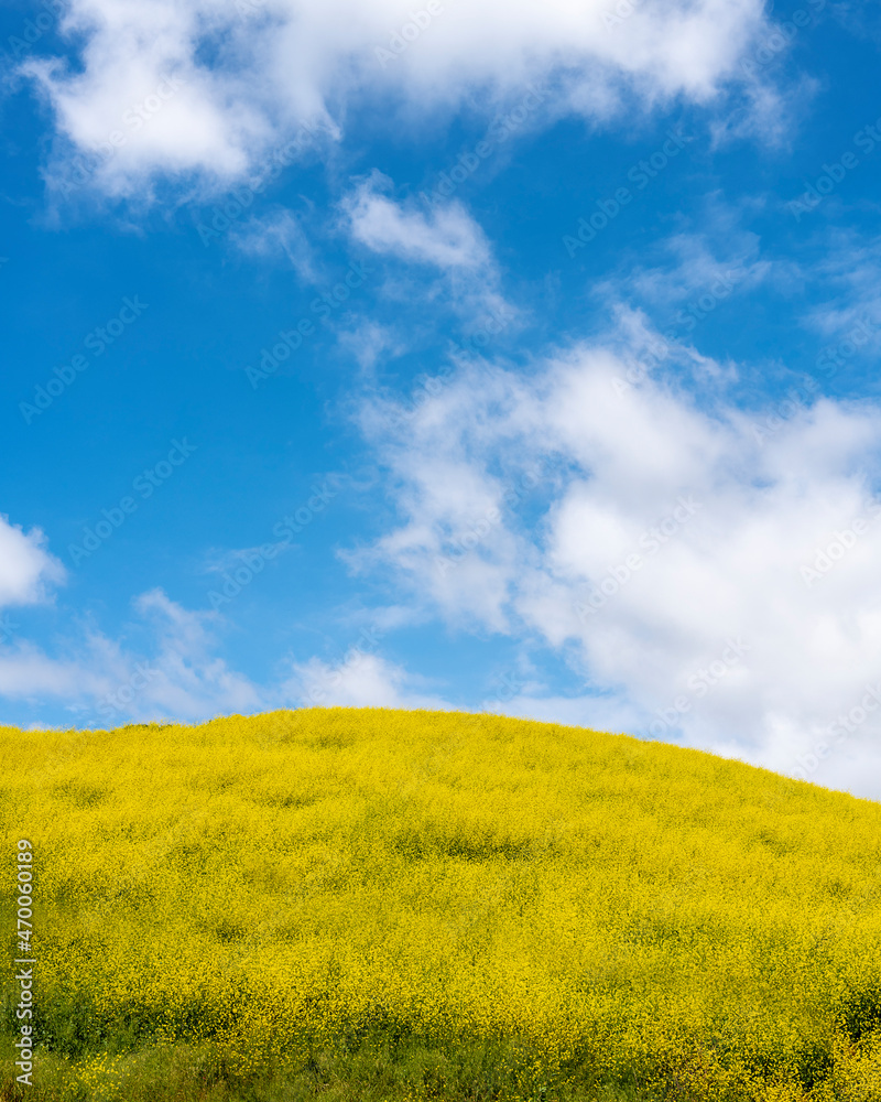 Beautiful Yellow Flower Field And Blue Sky