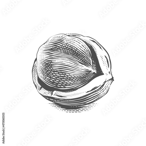 open filbert Hand drawing sketch engraving illustration style