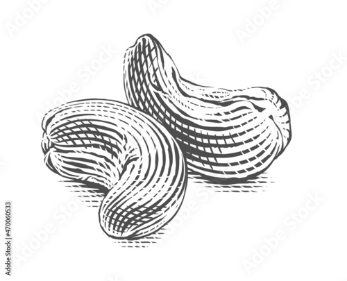 cashew Hand drawing sketch engraving illustration style