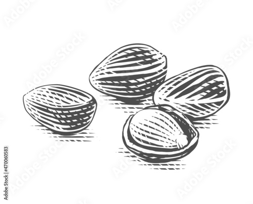 cedar nut Hand drawing sketch engraving illustration style