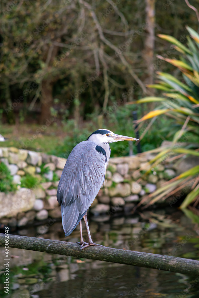 Grey Heron in the park Grey Heron in the park