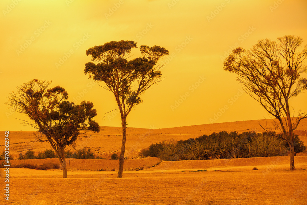 Eucalyptus trees in the desert at sunset