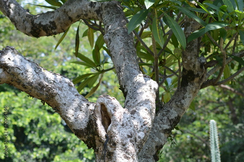 Plumeria obtusa, the Singapore graveyard flower, is a species of the genus Plumeria (Apocynaceae).
