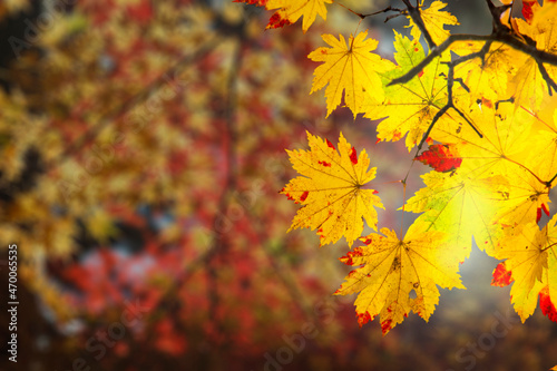 Photography beautiful branch with nice red and yellow maple leaves