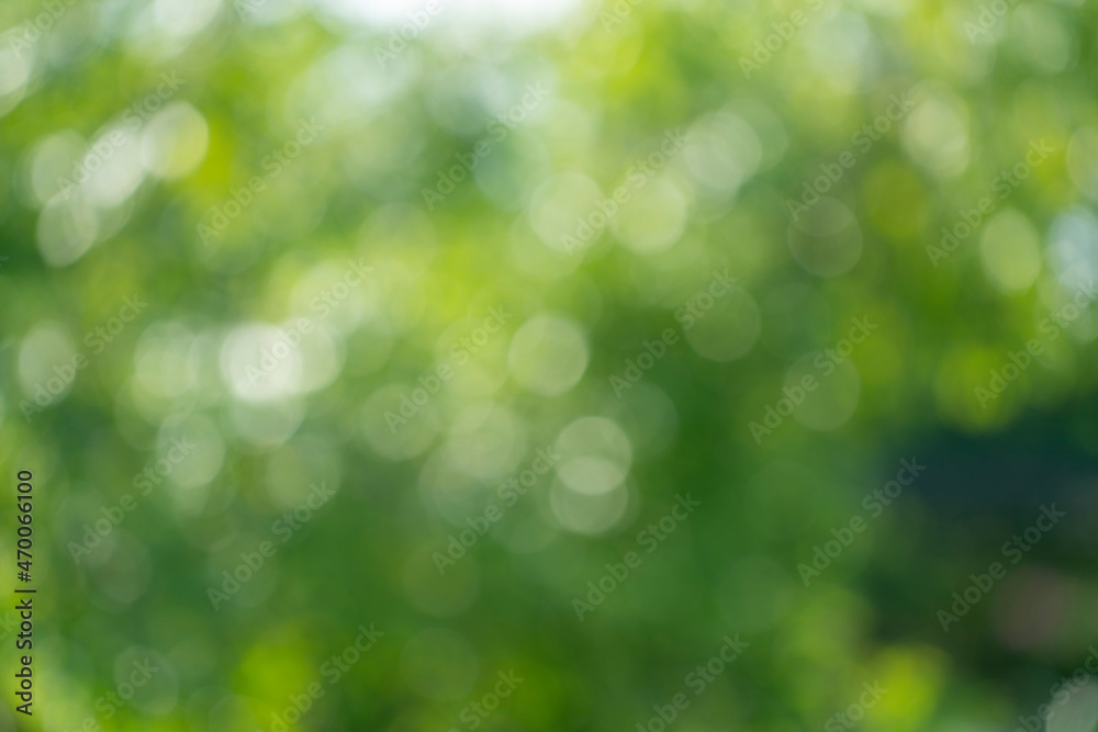 Blur green bokeh light outdoor natural garden, Green natural garden Blur background