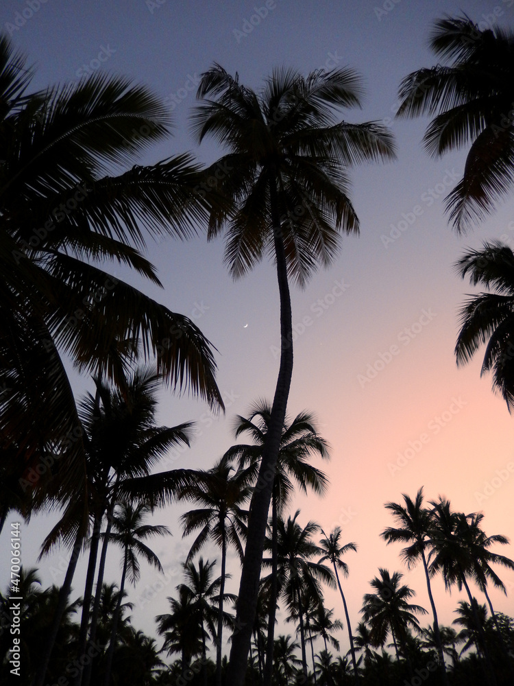 palm trees at sunset before night starts in the Caribbean