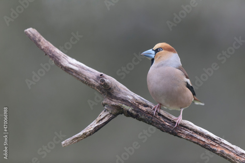 common European Hawfinch Coccothraustes coccothraustes in close view in woodland © denis