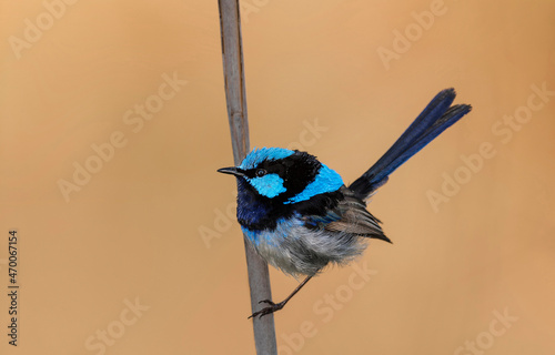 Φωτογραφία Portrait of a Male Superb fairy-wren