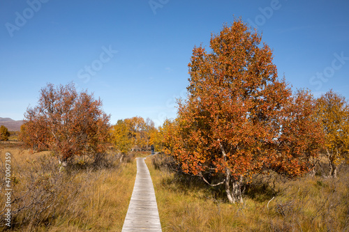 Autumn Birch Trees and Pathway in Fokstumyra Nature Reserve, Norway photo