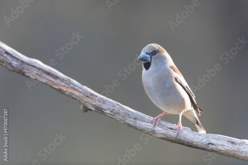 common European Hawfinch Coccothraustes coccothraustes in close view in woodland