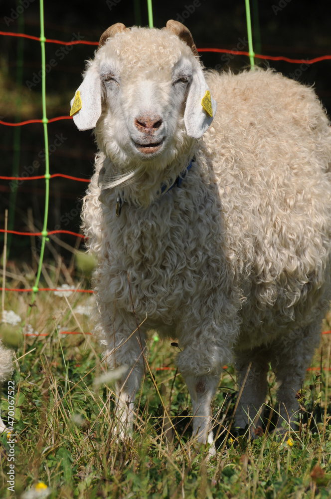 Obraz premium Angoraziege
