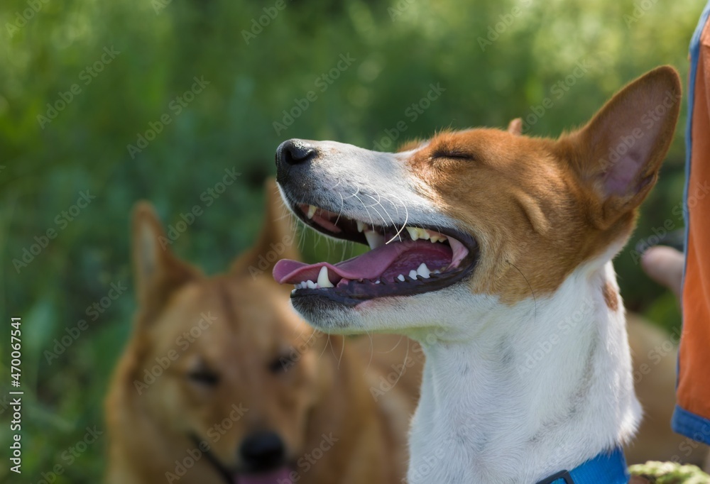 Burst of laughter on a Basenji's muzzle listening comical story Burst of laughter on a Basenji's muzzle listening comical story