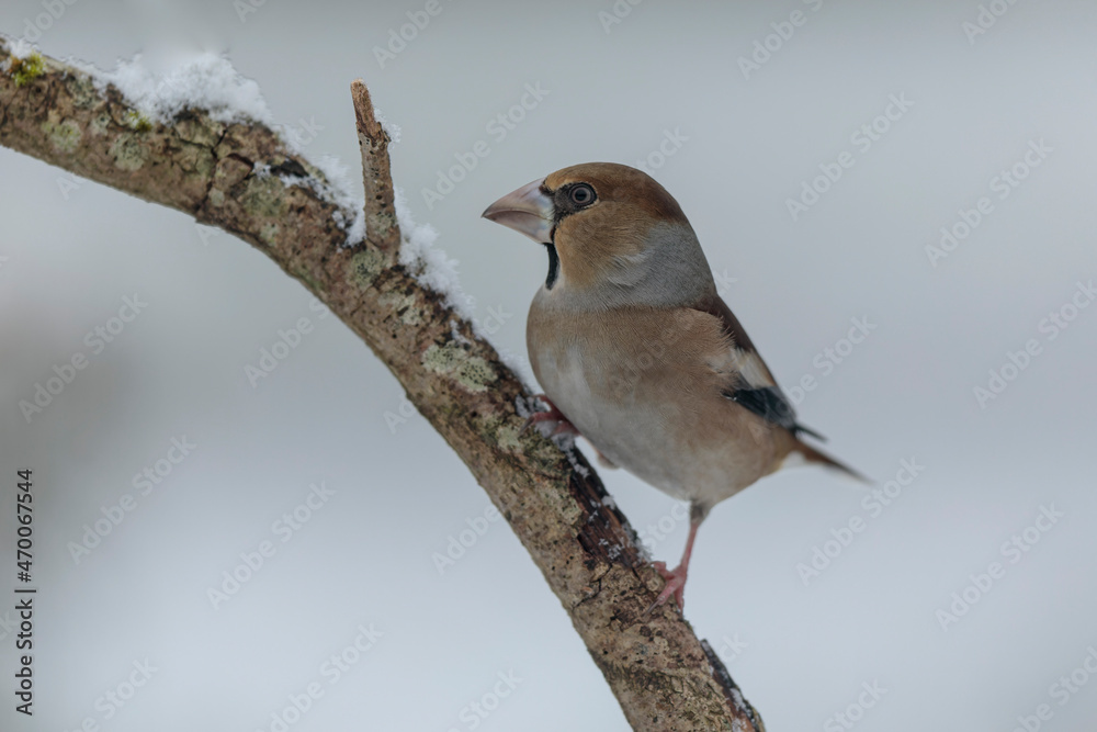 common European Hawfinch Coccothraustes coccothraustes in close view in woodland common European Hawfinch Coccothraustes coccothraustes in close view in woodland