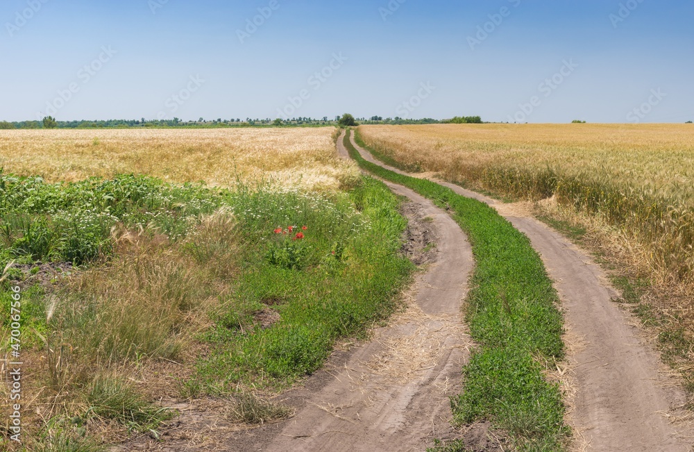Summer landscape with an earth road between wheat  fields near Dnipro city, central Ukraine